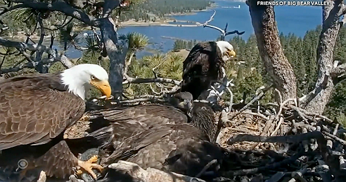 Internet-famous eagle couple's chicks are on the brink of first flight